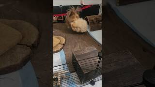 My guinea pigs worst fight music 80smusic guineapig cochondinde [upl. by Ecydnak780]