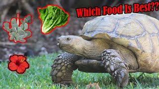 What to Feed Sulcata Tortoises [upl. by Thane]