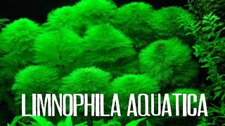 Limnophila aquatica [upl. by Nannek]