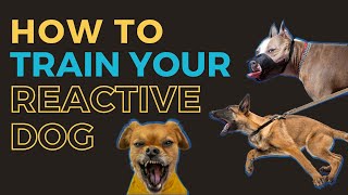 Dog Reactivity Training 4  How to Train a Reactive Dog  Professional Dog Training Advice [upl. by Aiken880]