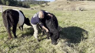 Moving Our Sheep amp Breeding Cows [upl. by Einnoc839]