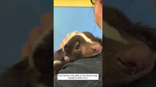 This family rescued a lost skunk and raised it with love animalshorts shortvideo [upl. by Perloff]