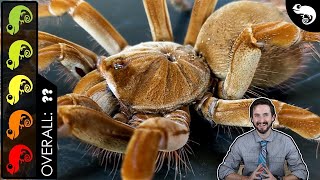 Goliath Birdeater The Best Pet Tarantula [upl. by Furiya773]