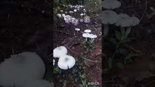 MUSHROOMS 🍄 mrmalayali123 [upl. by Anaitat532]