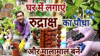 घर पर लगाएं रुद्राक्ष का पौधा और बनें मालामाल  Rudraksh Plant Growing and Caring [upl. by Shoifet604]