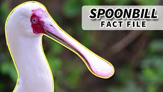 Spoonbill facts BIRDS with SPOONSHAPED BEAKS  Animal Fact Files [upl. by Clo933]