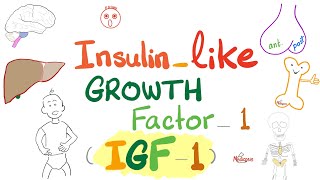 Insulinlike growth factor IGF1  Somatomedin C  GH Dwarfism Gigantism Acromegaly  Endocrine [upl. by Iroj39]