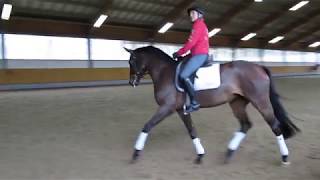 Ingrid Klimke arbeitet Siena just do it offenes Training 250118 Video 8 [upl. by Ellered]