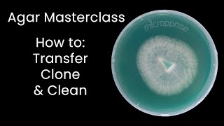 Agar Masterclass How to Transfer Clone and Clean Cultures [upl. by Clementine]