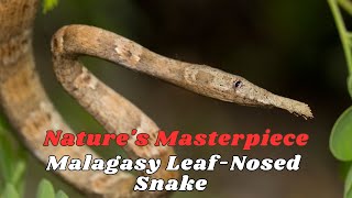 Natures Masterpiece Exploring the Malagasy LeafNosed Snake [upl. by Massarelli]