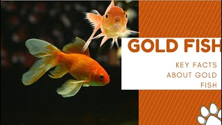 GoldFish for Home Aquariums  Ultimate Guide for a Vibrant Tank goldfish [upl. by Bakerman924]