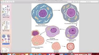 Embriologia  Desenvolvimento do sistema cardiovascular [upl. by Anaud159]