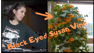 How to Grow Thunbergia Black Eyed Susan Vine From Seed  Indoor Growing [upl. by Vin]