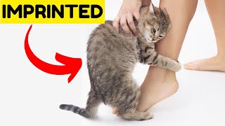 If Your Cat Does These 8 Things They Have Imprinted on You [upl. by Schofield]