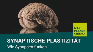 Synaptische Plastizität  wie Synapsen funken [upl. by Towroy]