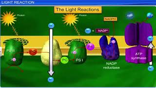 CBSE Class 11 Biology  Photosynthesis in Higher Plants  Full Chapter  By Shiksha House [upl. by Samoht]