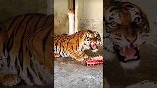 Tiger Cubs Last Moments as a Family  DavidAttenborough  Tiger shortvideo shortsshortsvideo [upl. by Nickola]