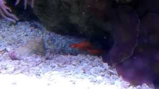 Pistol Pete the Orange amp Blue Pistol Shrimp [upl. by Sharron]