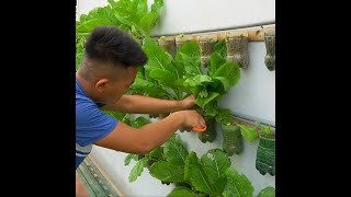 Creative ways to grow greens without a garden [upl. by Rogers]