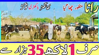 Australian Friesian Cows  Pakistans best HF Cows for Sale Documentary  Bismillahbest [upl. by Tine]