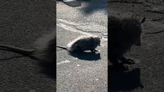 When playing possum goes wrong possum ontheroad michigan deteoit mrroadready [upl. by Nim]