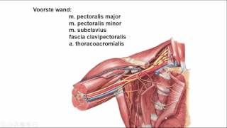 oksel regionale anatomie [upl. by Campy2]