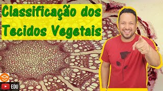 Classificação dos Tecidos Vegetais  Histologia Vegetal  Botânica [upl. by Ymmas]