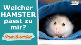 Welcher Hamster passt zu mir  Die bekanntesten Hamsterarten [upl. by Novelc]