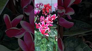 Cyclamen persicum [upl. by Yuk]