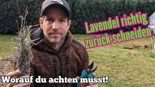 Lavendel Rückschnitt im Frühjahr  Darauf musst du achten [upl. by Carlye624]