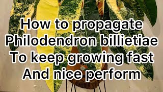 Plant propagation  philodendron billietiae variegated [upl. by Ecineg]