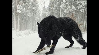 Two Largest Wolves ever caught on tape  Reaction  Dire Wolf Real or not [upl. by Nellir]