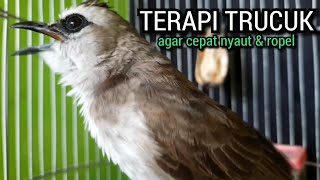 SUARA trucukan gacor TARUNG ROPEL PANJANG pancingan trucukan agar bunyi JADIKAN trucuk gacor NYAUT [upl. by Hake]