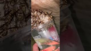 Wasp Nest Removal [upl. by Trumann]