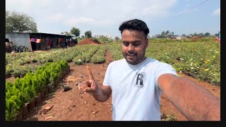 Visiting Biggest Rose Nursery In Pune  Rose  Nature Wala Garden [upl. by Dawna]