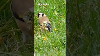 The blackheaded goldfinch is singing Goldfinch on song Good singing goldfinch nature shorts [upl. by Gaw266]