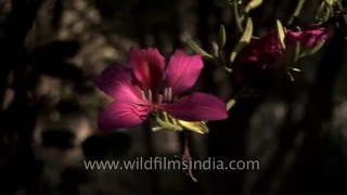 Bauhinia blakeana or Hong Kong Orchid tree grows in Delhi [upl. by Nodnal]