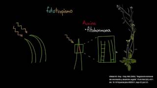 Fototropismo  Biología vegetal  Biología  Khan Academy en Español [upl. by Eimat]