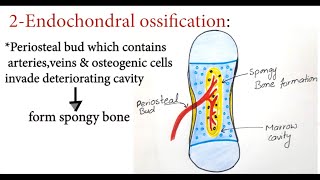 Bone Development  Ossification  Osteogenesis  Bone Forming Cells  Intramembranous  Endochondral [upl. by Eisse]