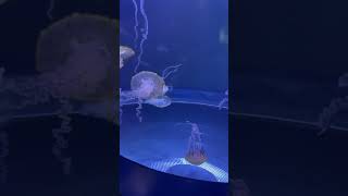 jellyfish aquarium seaanimals 🪼🌊 [upl. by Nilorac17]