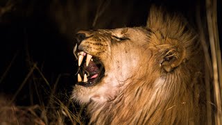 African bush sounds  Biyamiti Bush Camp 4 Kruger National Park  Night safari sounds 🌍149 [upl. by Melac]