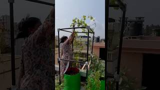 Best Trellis for climbers 🪴 ashortaday trendingshorts [upl. by Arinaid]