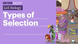 Types of Selection Exploring Patterns amp Phenotypes Full Lesson  Sketchy MCAT [upl. by Notnats]