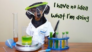 Funny Chemistry Dog  with Oakley the Funny Dachshund [upl. by Kristin]