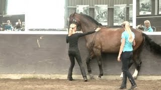 Straightness Training Clinic  The Netherlands [upl. by Eelatsyrc814]