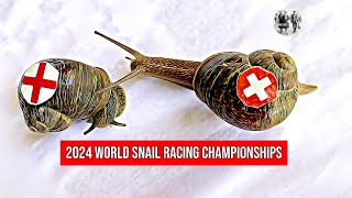 The World Snail Racing Championships 2024 [upl. by Hughes]