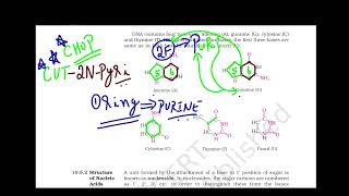 Video 6 Chapter 10 Biomolecules Tricks amp Tips to Recollect the Structure of Purines and Pyrimidines [upl. by Now]