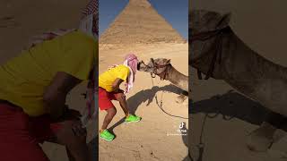 Pirámide de Giza cover travel love camel greenscreen music [upl. by Atnwahs956]