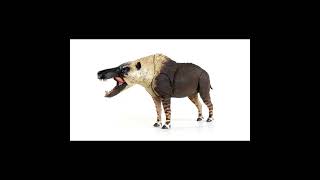 Beasts of the Mesozoic andrewsarchus prehistoricanimal prehistoric andrewsarchus [upl. by Fendig388]