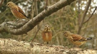 Linnet Birds  Video Bird Song and Sounds [upl. by Pedersen]